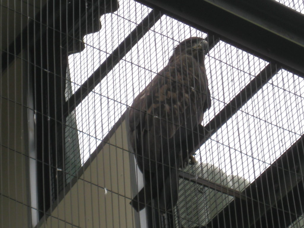 https://hawk.tokyo/wp-content/uploads/2020/03/DSC_0077-1-scaled.jpg